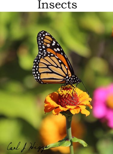 monarch butterfly