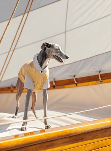pet clothing product category for lifestyle brands