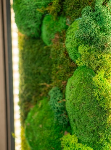 a mossel planter with mossel and mossel