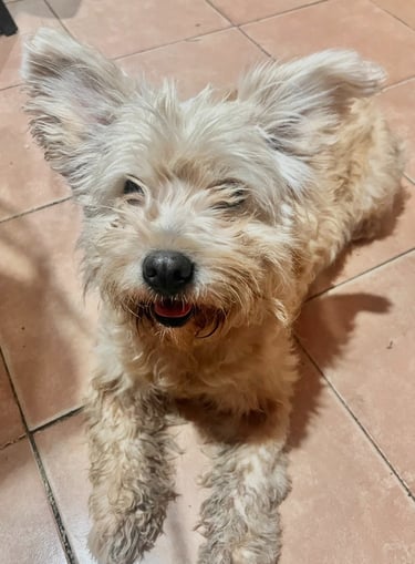 Perrito en adopción en SLP