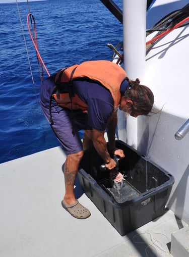 Great White shark diving in Guadalupe Island, off the coast of Mexico