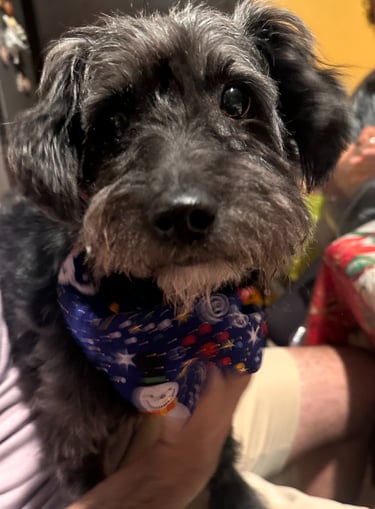 Perrito en adopción en SLP