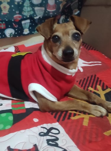 Perrito en adopción en SLP