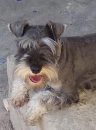 Perrito en adopción en SLP