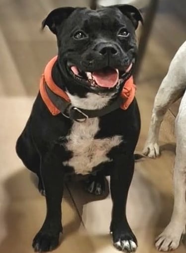 Staffordshire bull terrier femmina nero
