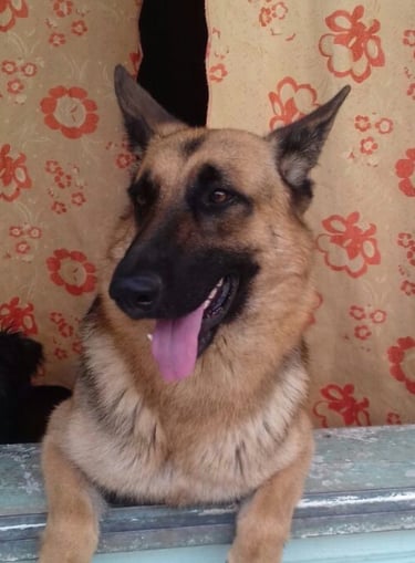 Perrito en adopción en SLP