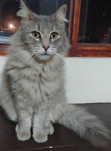 Gatito en adopción en SLP