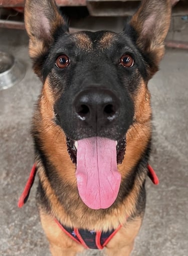 Perrito en adopción en SLP