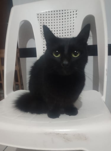 Gatito en adopción en SLP