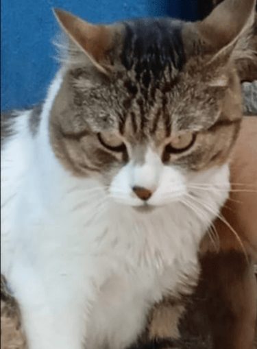 Gatito en adopción en SLP