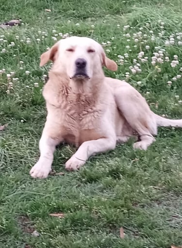 Perrito en adopción en SLP