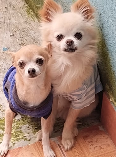 Perritos en adopción en SLP