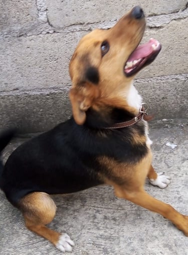 Perrito en adopción en SLP