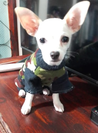 Perrito en adopción en SLP