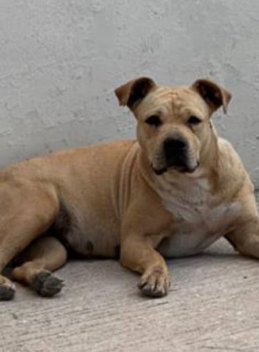 Perrito en adopción en SLP