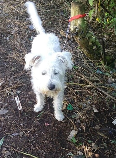 Perrito en adopción en SLP