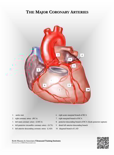 The heart- coronary arteries anatomy chart.