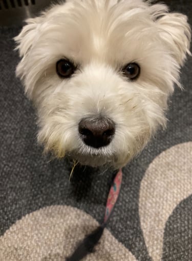 A white dog sitting