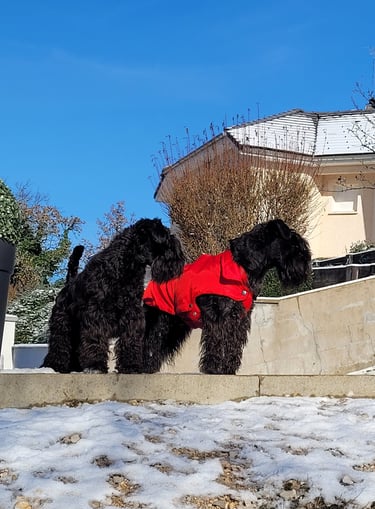 Tara et Panzer les 2 Schnauzers