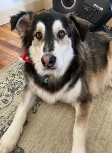 Dog training Snoopy the dog