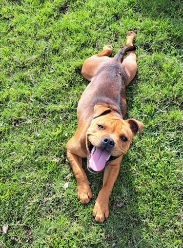 Dog training Ruby the dog