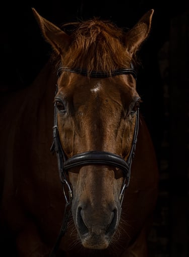 Horse equine photograph low light