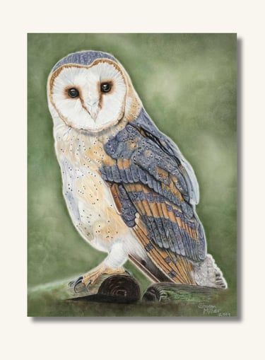 Completed barn owl portrait created in soft pastel, capturing the bird's beauty, character and natur