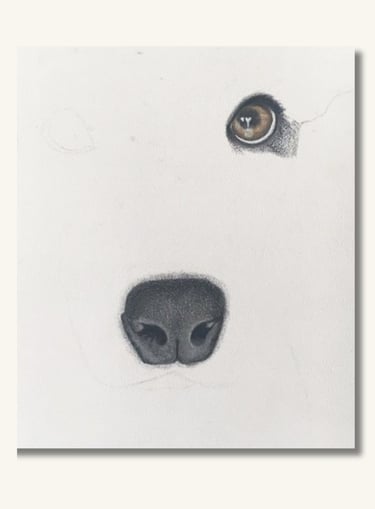 Minimalist dog portrait artwork focusing on expressive eyes and fine pastel detail.