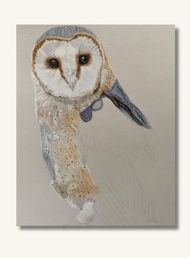 Realistic barn owl portrait created in soft pastel by Australian wildlife artist Sharan.