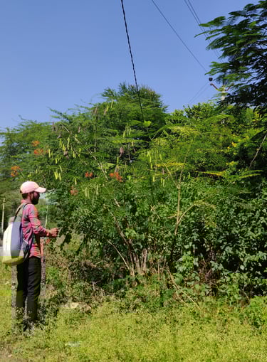 Forest research project and survey in Rajasthan, India by Pukaar and Bhuvnesh Ojha