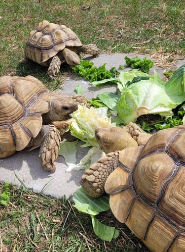 Sulcata salad