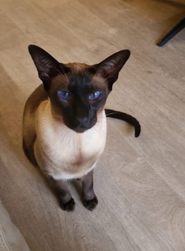 SEAL OINT SIAMESE MALE  - AVAILABLE FOR ADOPTION NOW
