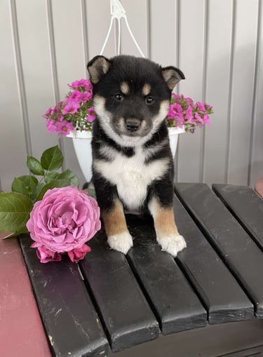 Puppies for Sale 