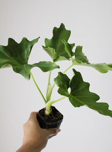 Philodendron selloum ‘Hope’ live tropical houseplant in nursery pot, ideal for bright indirect light