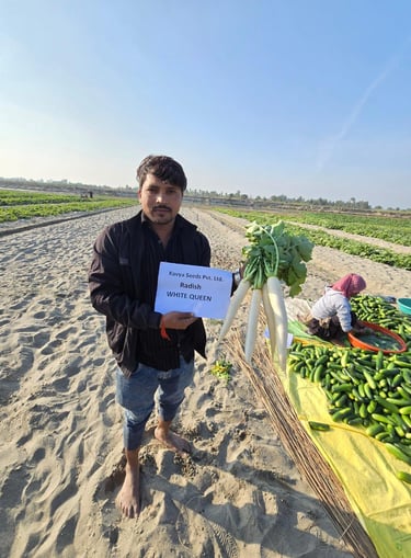 Farmer holding freshly harvested Kavya Seeds White Queen radishes in a sandy vegetable field.