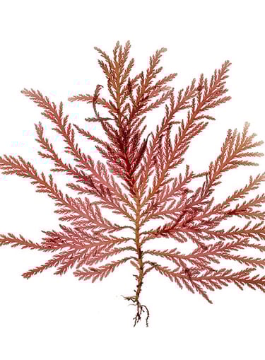 Plocamium mertensii