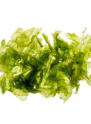 Ulva lactuca
