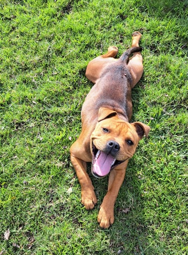 Dog training Ruby the dog