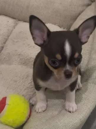 AKC Chihuahua pup adopted—chocolate and white companion from Louisiana resting with ball on dog bed