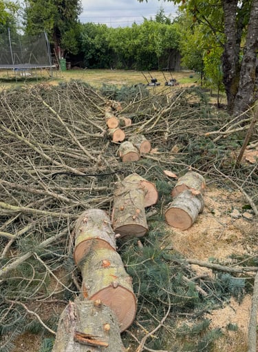 Felled tree being processed for removal in Snohomish County Washington