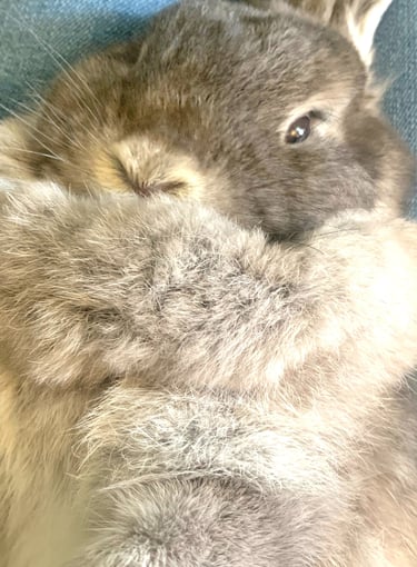 Hot Cross Buns' Chummy...a very relaxed little Bun