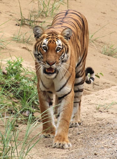 tiger walking