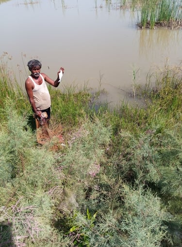 Checking the growth of fish