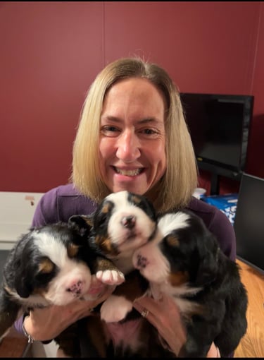 Debbi holding litter of three week old Bernese Mountain Dogs