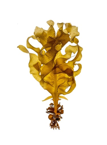 Undaria pinnatifida