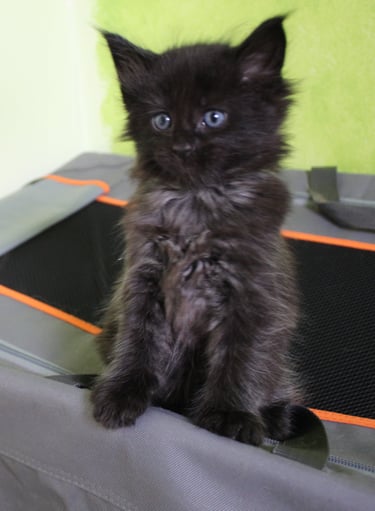a black kitten sitting on top of a suitcase