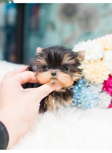 Puppies for Sale 