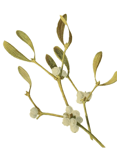mistletoe