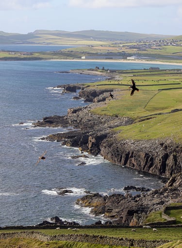Puffins Sumburgh Head Lighthouse Shetland