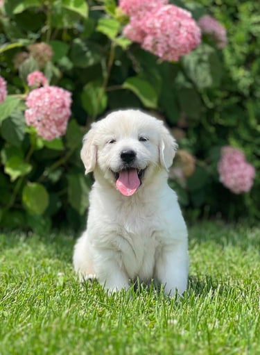 Chiot golden retriever blanc, assis devant un champ de fleurs colorées